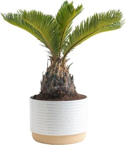 Amazon Indoor Planter: Transform Your Home Oasis Amazon Indoor Planter: Transform Your Home Oasis