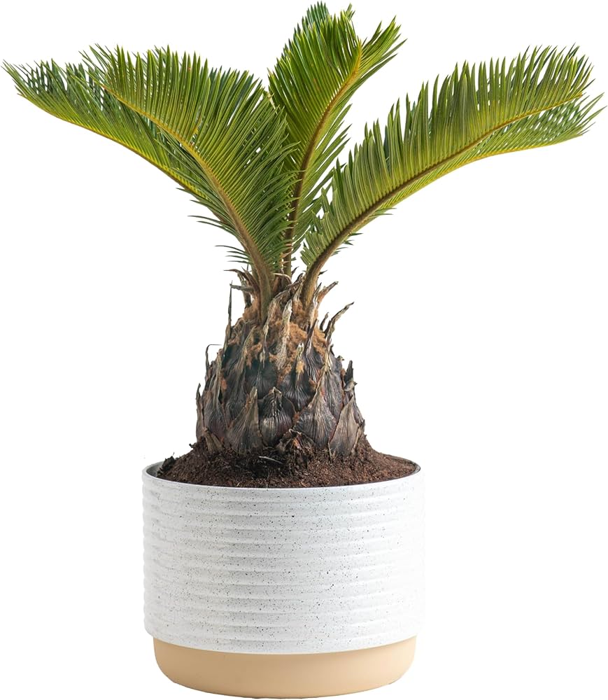 Amazon Indoor Planter: Transform Your Home Oasis