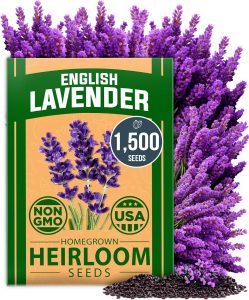 Lavender Seed for Sale: Transform Your Garden Today Lavender Seed for Sale